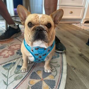 FrenchieStore Reversible Dog Harness with “Frenchie Mom Tattoo” Design